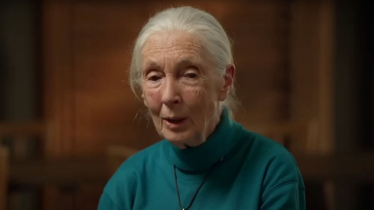 ‘You Are My Hero:’ Reese Witherspoon, Leonardo DiCaprio And More Paid Tribute To Jane Goodall Following Her Death: artistic achievement